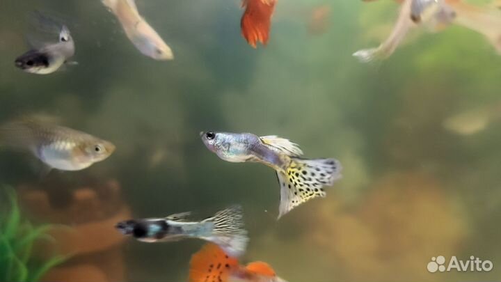 Аквариумные рыбки гуппи