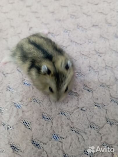 Джунгарские хомячки