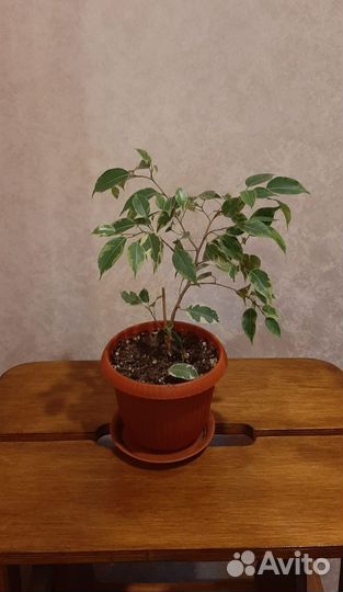 Фикус бенджамина