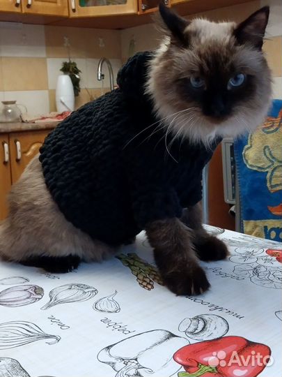 Свитер для кота