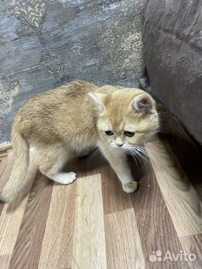 Кошка пародистая