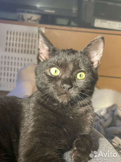 Кошка в дар бесплатно