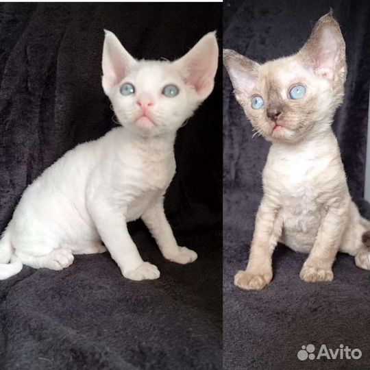 Котята девон-рекс