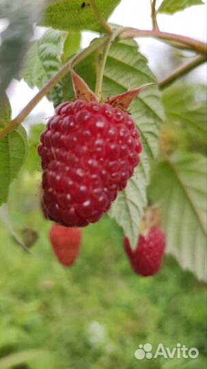 Ремонтантная малина