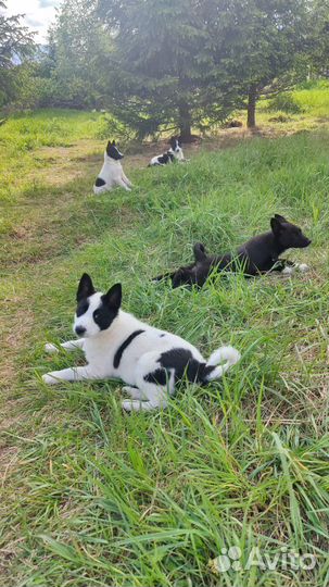 Осталась одна девочка