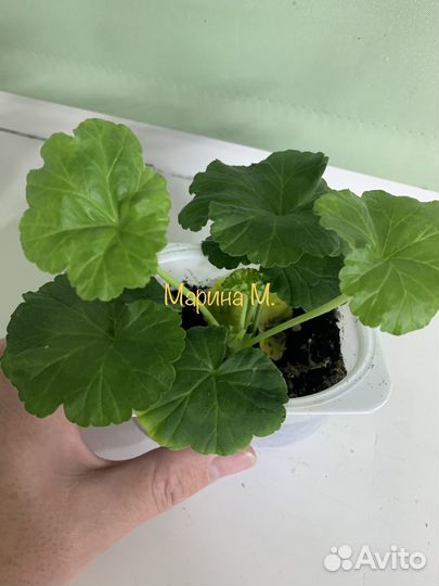 Пеларгония герань Tara Caws