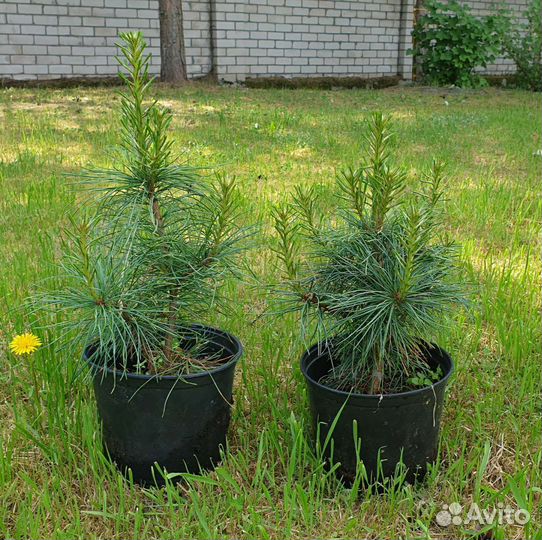 Саженцы кедра корейского