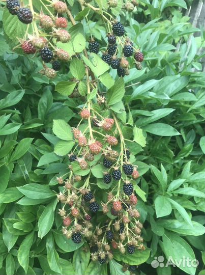 Саженцы ежевики