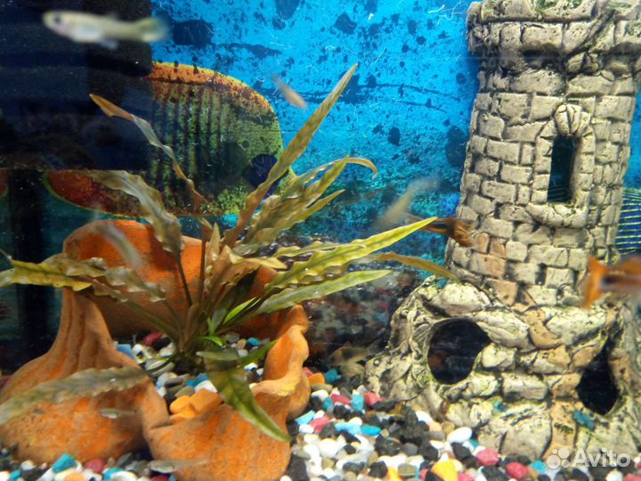 Продам рыбок саквариумам 80 литров