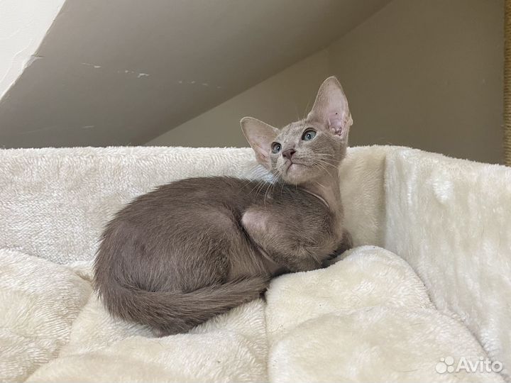 Ориентальный лиловый Гиацинт