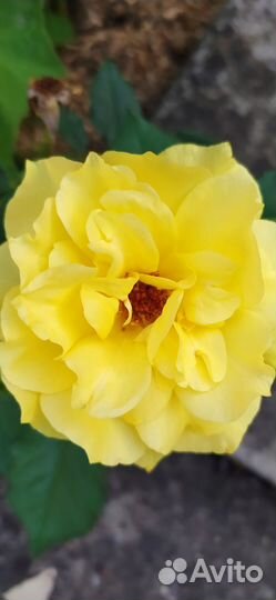 Саженцы роз