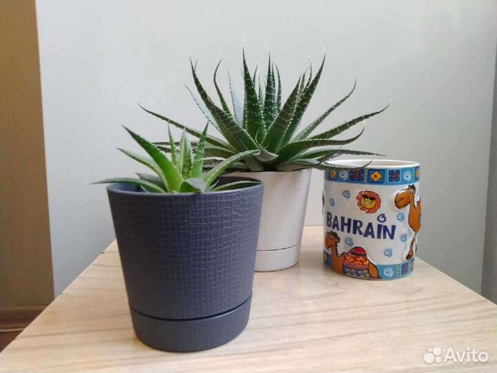 Алоэ остистое