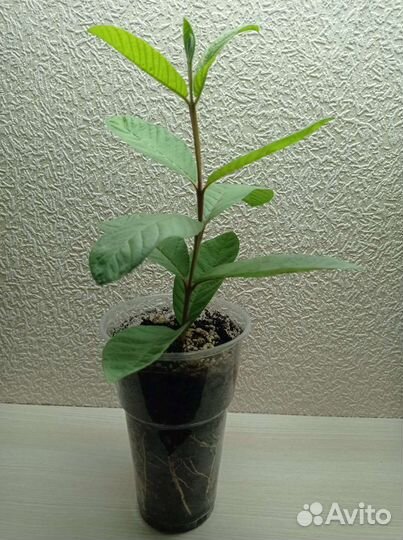 Псидиум гуайява