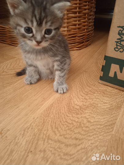 Плюшевые котята