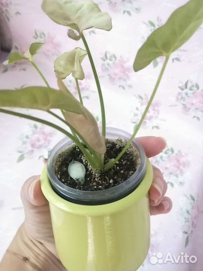 Комнатные растения обмен