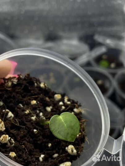 Антуриум кристаллинум/сеянцы