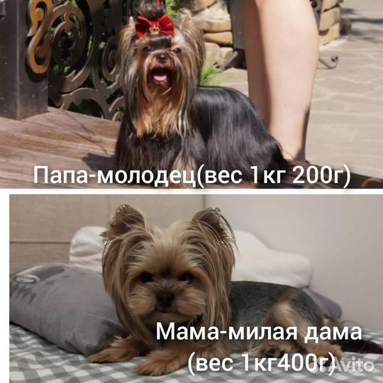 Йоркширский терьер мини