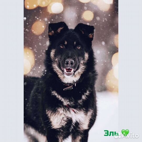 Собака настоящий и верный друг в добрые руки