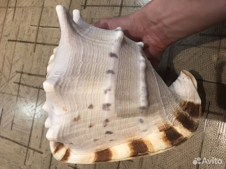 Морская раковина Кассис корнута 22см