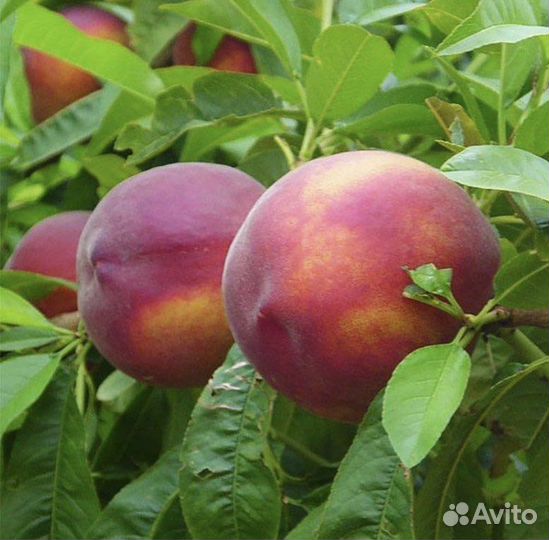 Саженцы Нектарина «Лола»
