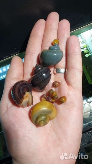 Улитка Ампулярия