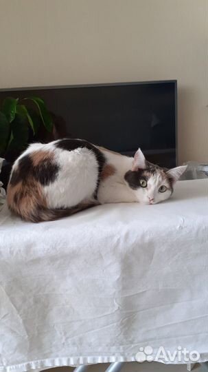 Отдам в добрые руки