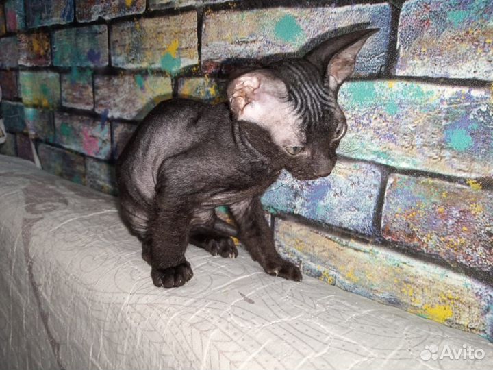 Донской сфинкс котята