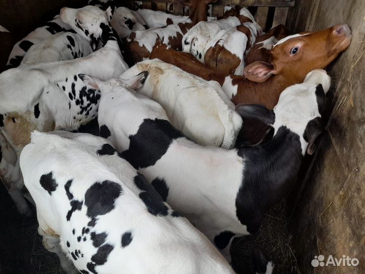 Бычки и телята