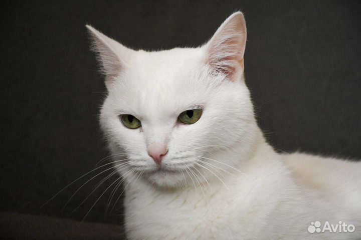 Котик Иней в дар