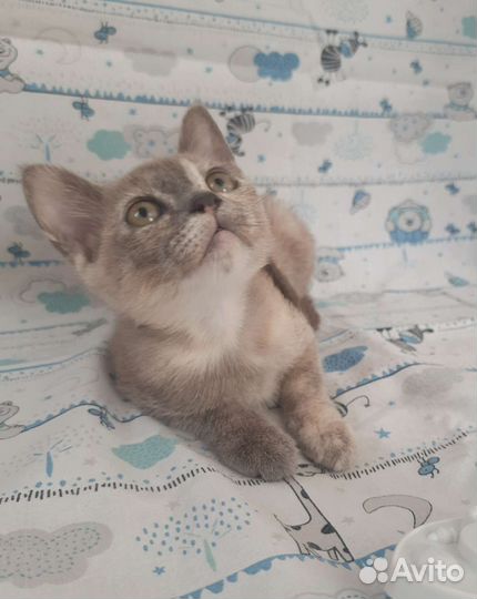 Бурманские котята