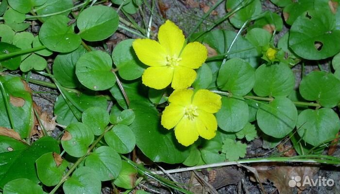 Вербейник монетчатый - многолетник