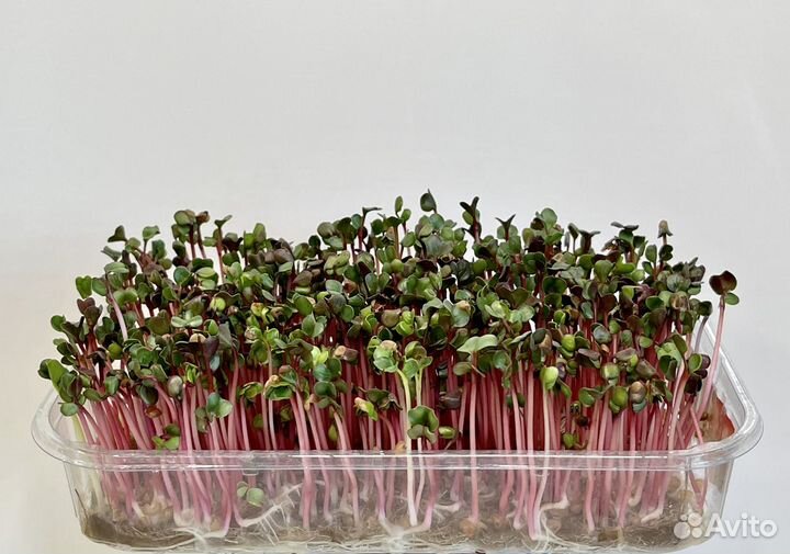 Микрозелень в ассортименте