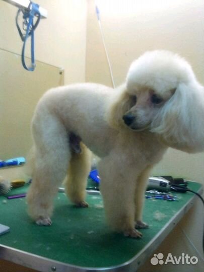 Стрижка животных