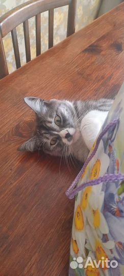 Кошки в добрые руки бесплатно