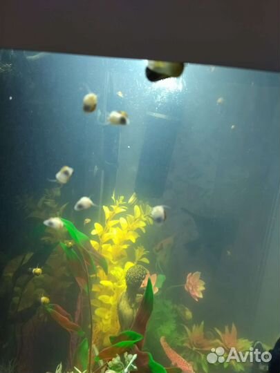 Улитки аквариумные ампулярии и мариза