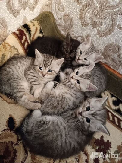 Шотландские котята