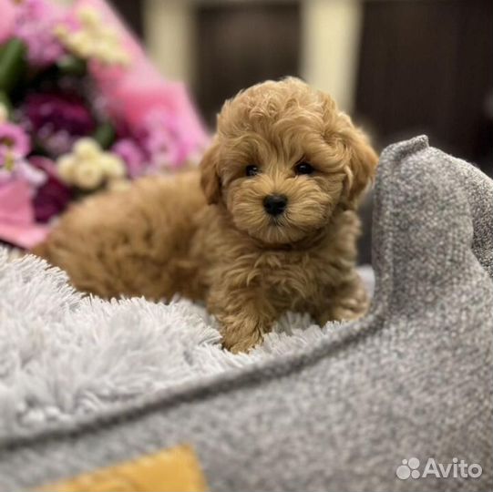 Мальтипу f1 mini