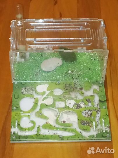 Муравьиная ферма с муравьями