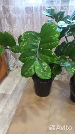 Замиокулькас