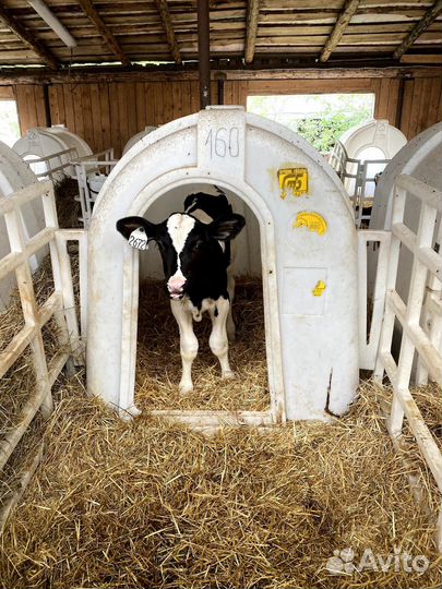 Бычки и телята