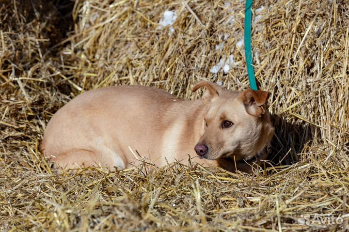 Абрау собака