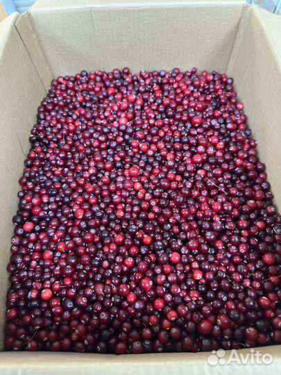 Клюква свежая