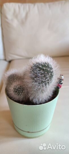 Пушистый кактус