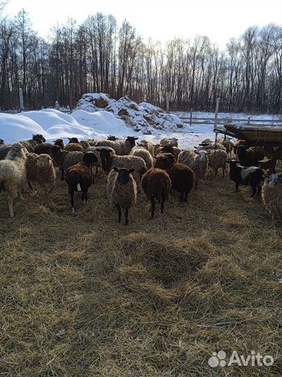 Овцы на курбан байрам