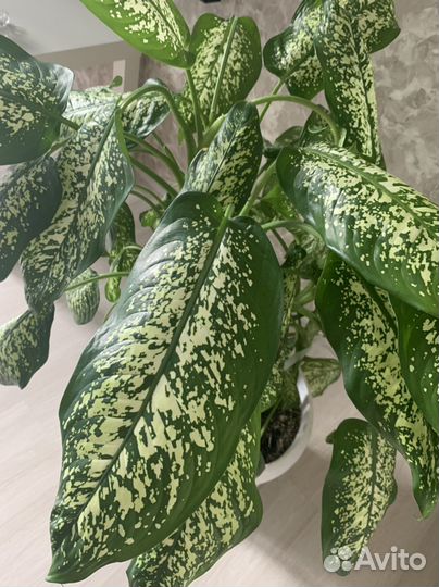 Диффенбахия