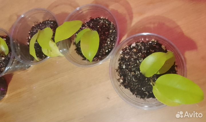 Фикус еллоу голд