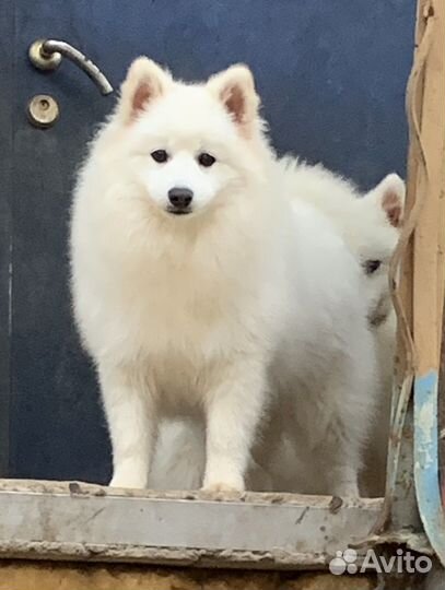 Щенки японского гпица от заводчика РКФ