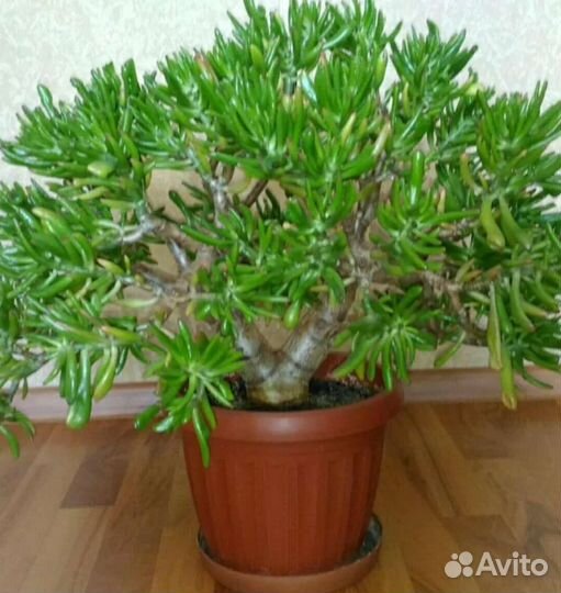 Продам детей крассула денежное дерево суккуленты