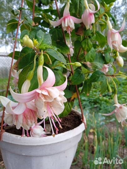 Черенки фуксии