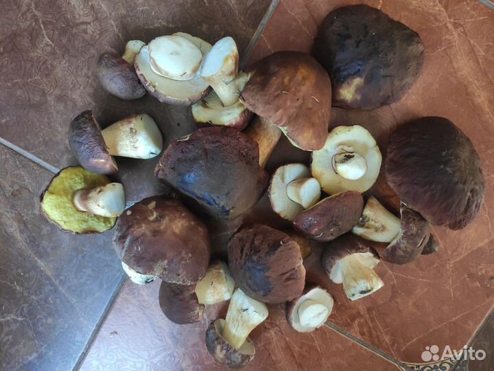 Грибы белые, боровики, маслята, опята и др